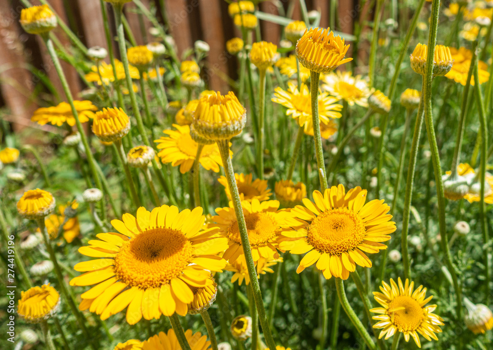 Close up view of yellow anthemis flowers.