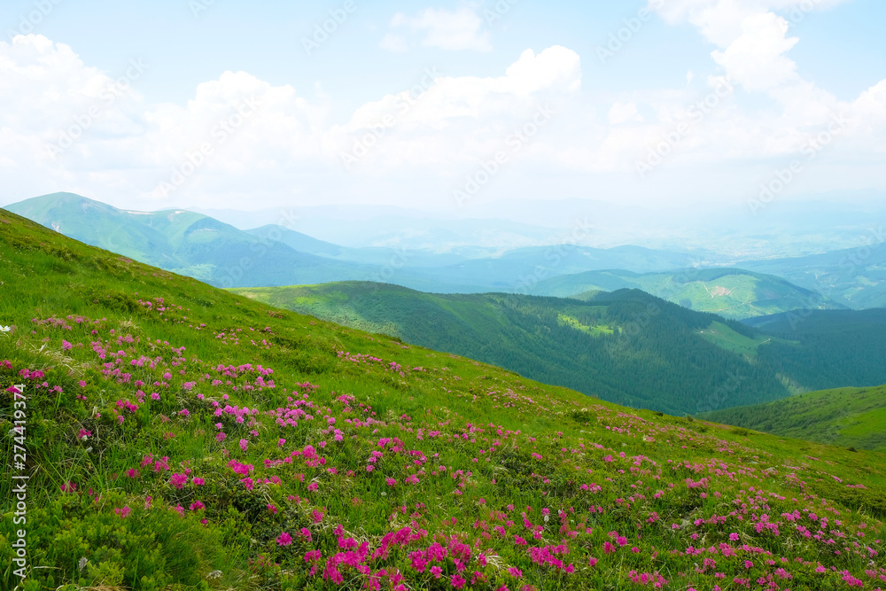 In the Carpathian Mountains on the alpine meadows the rhododendron blossoms. Ukrainian nature. Tourism.