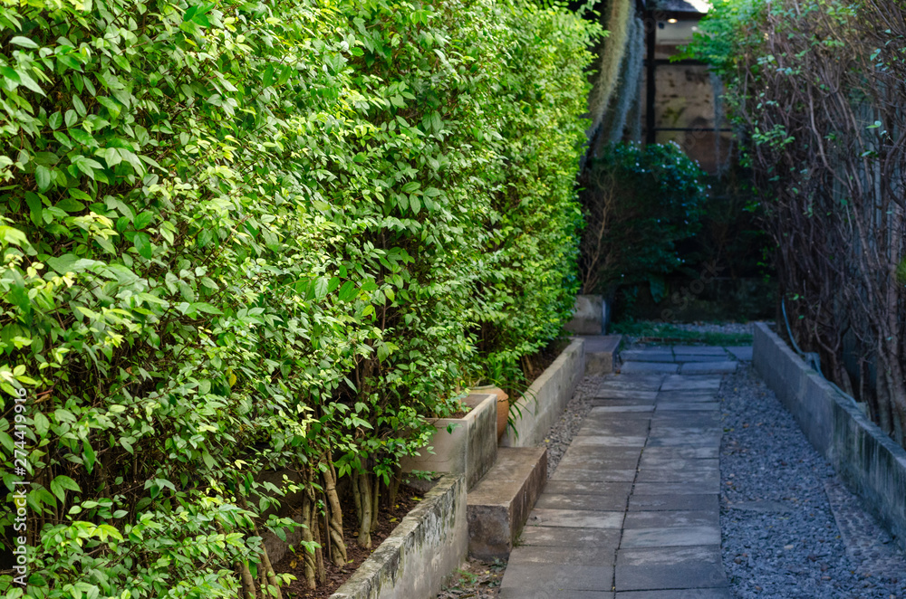 The cement path is surrounded by green trees in the garden. The cement path is surrounded by green trees in the garden.
