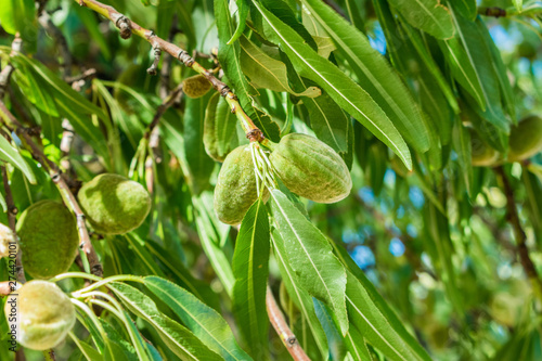 almond tree with its fruit on the branches