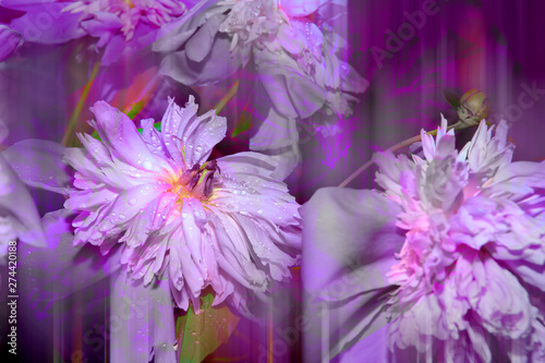 Fototapeta Naklejka Na Ścianę i Meble -  pink purple large peonies close-up. floral beautiful background. for design