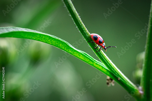Macro view of one red ladybug walking on the green grass. Croatia. © The Walker