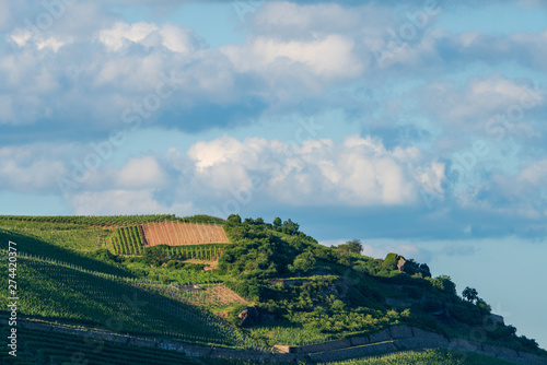 Weinanbaugebiet am Rhein mit Wolken