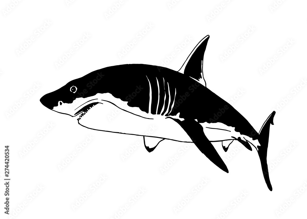 Graphical sketch of shark isolated on white background,vector sea-food illustration Graphical sketch of shark isolated on white background,vector sea-food illustration
