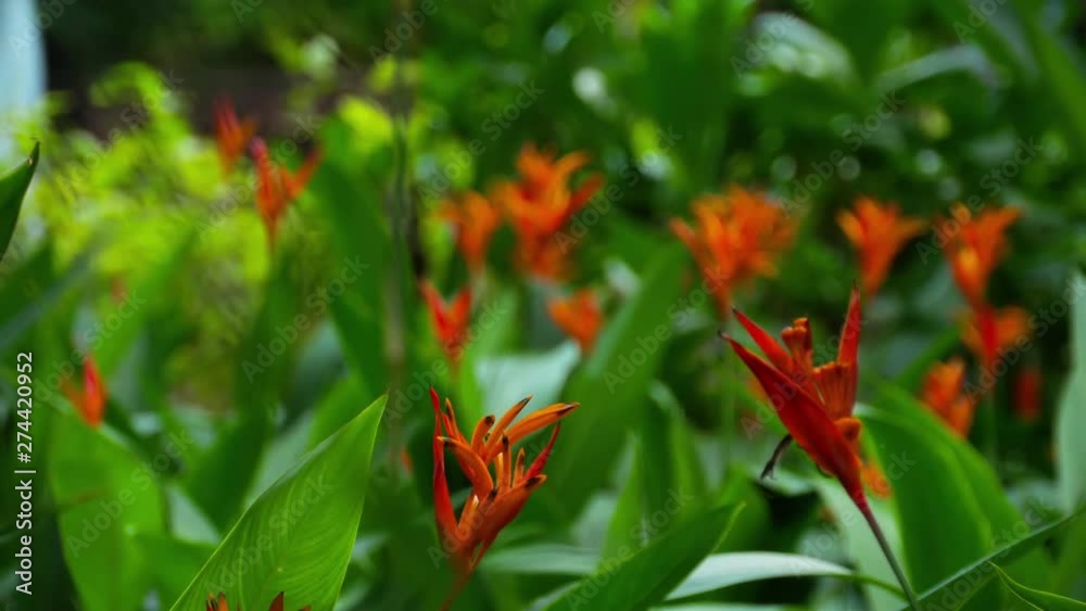 Bird of paradise flower in the garden Bird of paradise flower in the garden