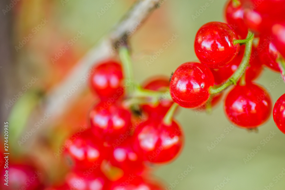 Mature fruits of red currant on bush branches Mature fruits of red currant on bush branches
