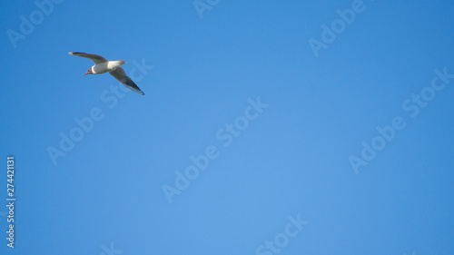 Bird in a sunny sky and clean clouds