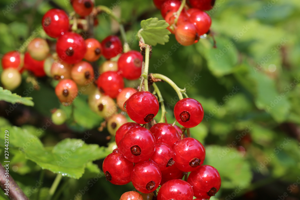 Rote Johannisbeeren am Strauch Rote Johannisbeeren am Strauch