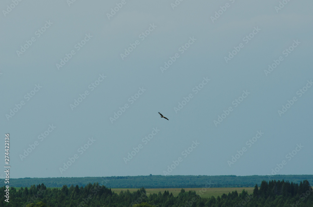 Obraz premium Black kite in the sky, bird of prey