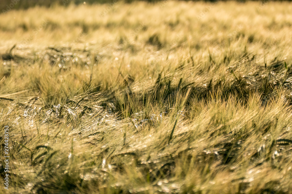 Obraz premium Gerstenfeld