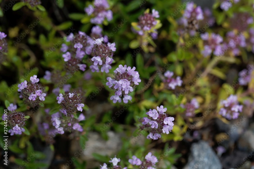 Flowers of Hungarian thyme, Thymus pannonicus. Flowers of Hungarian thyme, Thymus pannonicus.