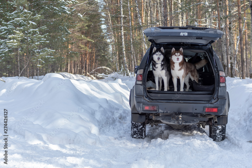 Siberian husky dogs jump out of the trunk of the car. Pets in the winter forest. Siberian husky dogs jump out of the trunk of the car. Pets in the winter forest.