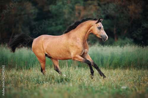 Obraz na płótnie Cream-coloured horse running through the pasture w salonie