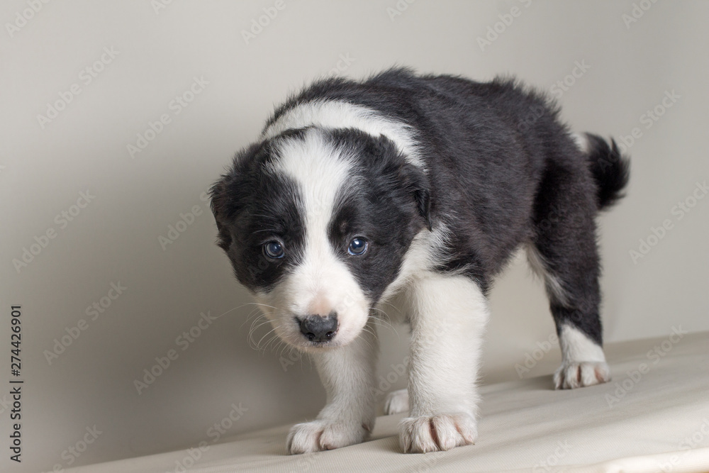 Beautiful dog with blue eyes border collie sheepdog