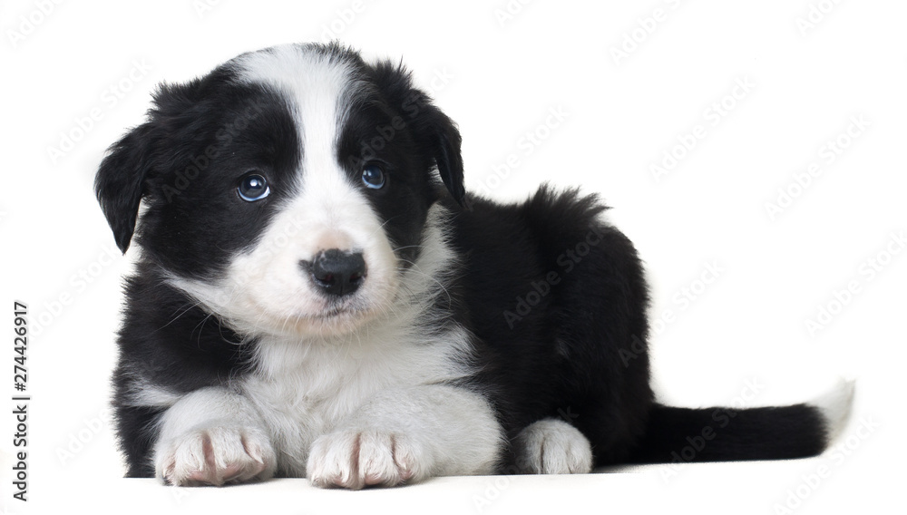 Full body dog portrait sheepdog border collie lying and solated on white background Full body dog portrait sheepdog border collie lying and solated on white background