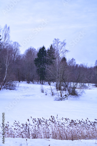 Wallpaper Mural Dry reeds under the cloudy sky Torontodigital.ca