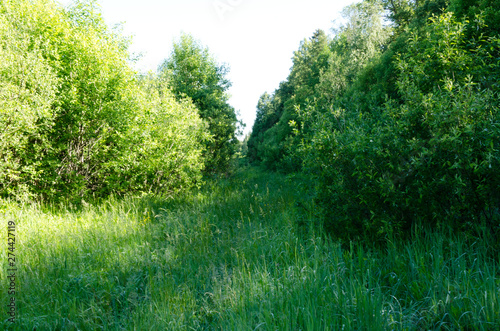 overgrown forest road, grass and foliage