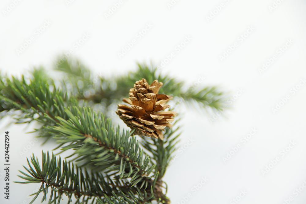 Pine branch with cone. Winter background Pine branch with cone. Winter background