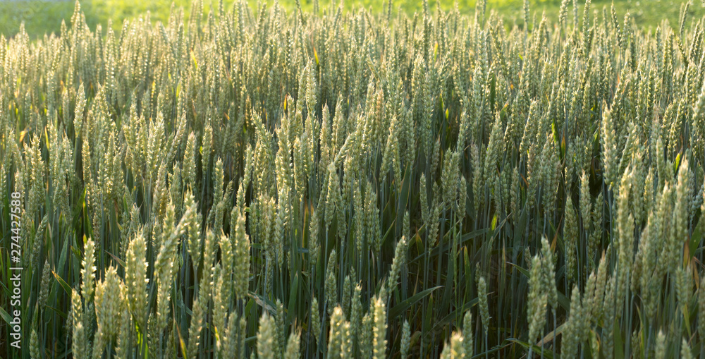 green spring grains, close up of green wheat ears on the field
