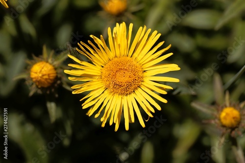Wallpaper Mural Flower of Inula hirta Torontodigital.ca