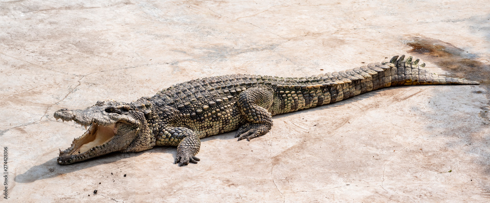 Large freshwater crocodile Sunbathing by the pool. Large freshwater crocodile Sunbathing by the pool.
