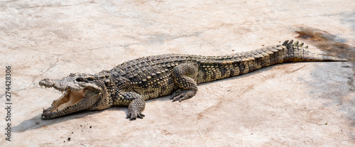 Large freshwater crocodile Sunbathing by the pool.