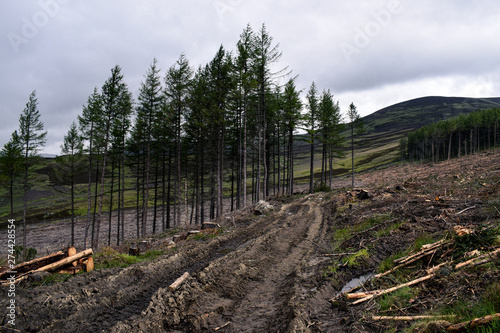 road in the forest showing deforestation and how it ruins landscape