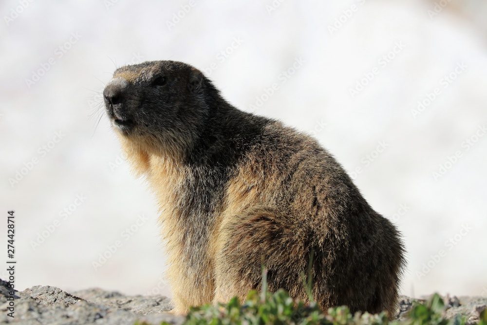 Marmotta Marmotta