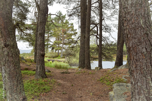 Landscape showing trees and lake in the backgorund also with mountains in the distance