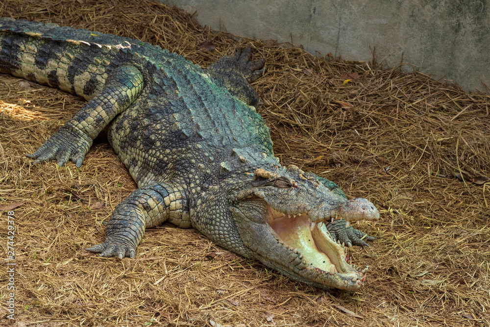 Fototapeta premium A large freshwater crocodile is sunbathing on the ground.