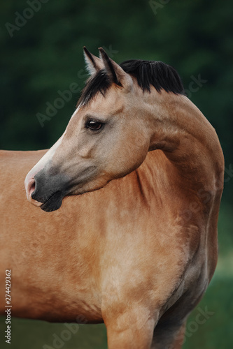 Portrait of a cream-coloured horse
