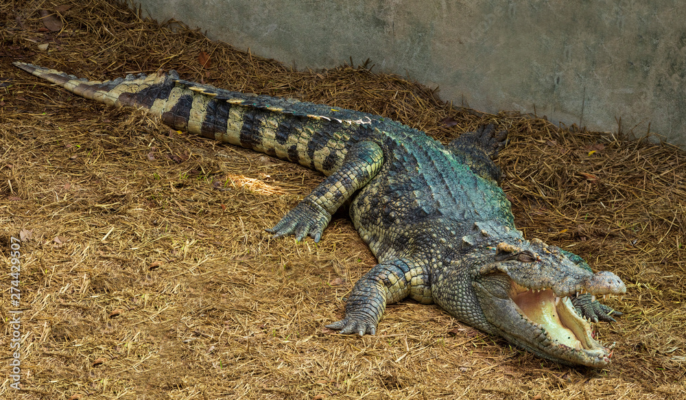 Obraz premium A large freshwater crocodile is sunbathing on the ground.