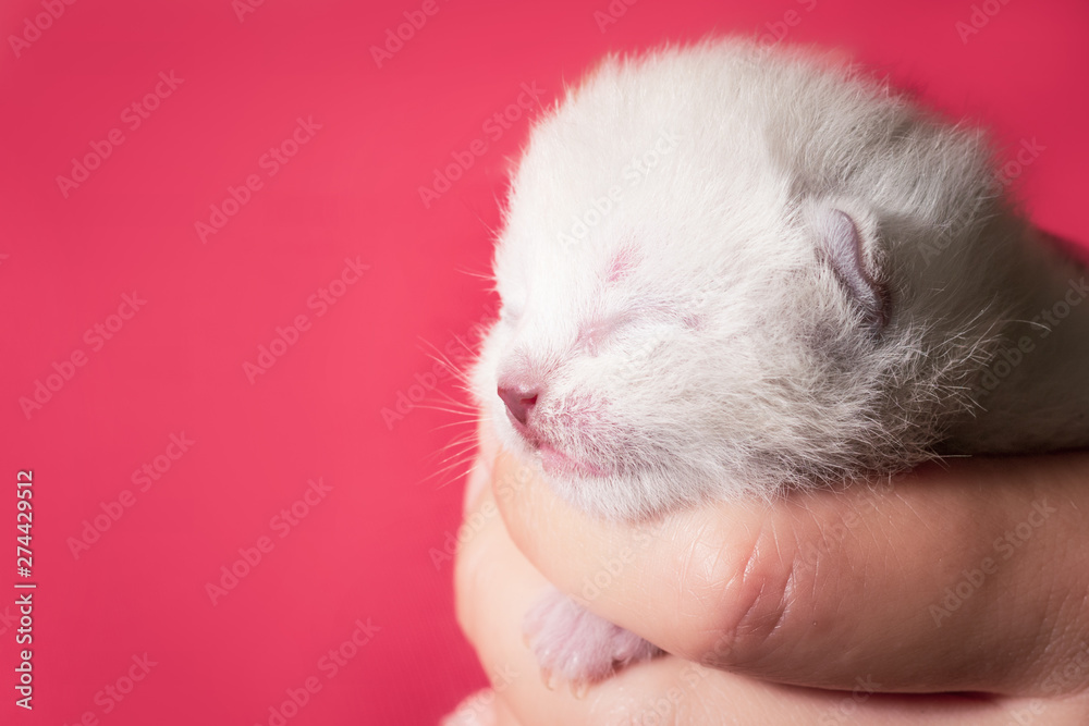 Cute white kitten sleeping in the hands of a young woman Cute white kitten sleeping in the hands of a young woman