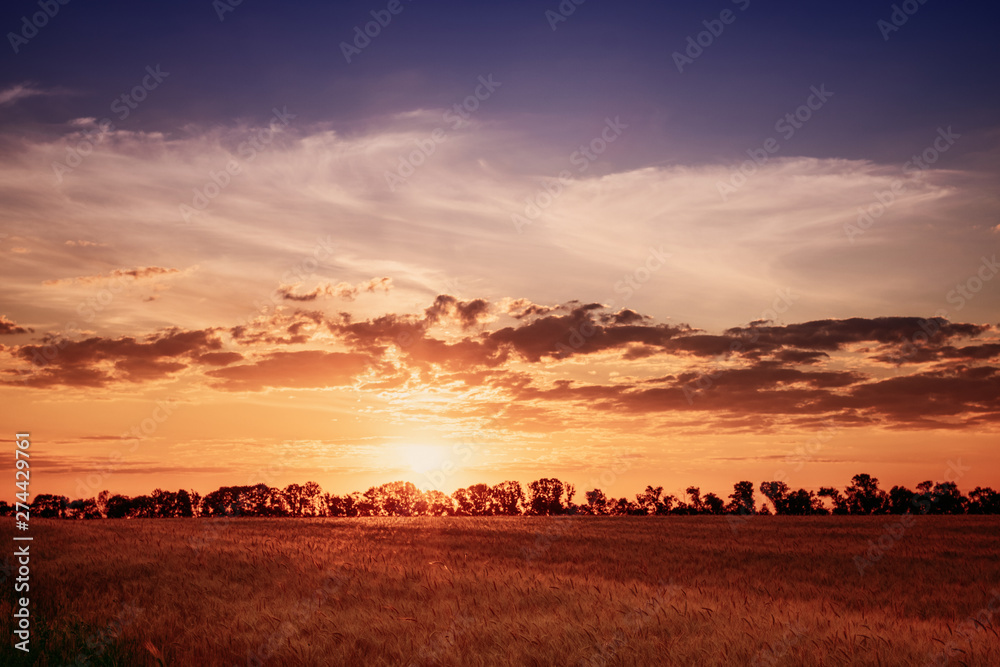 Beautiful sunset over a wheat field and silhouettes of trees on the horizon
