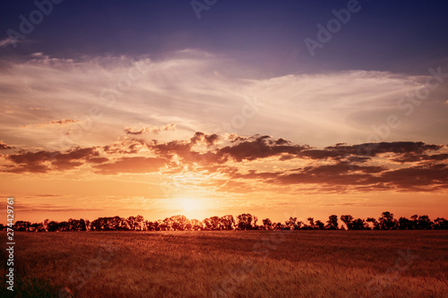 Beautiful sunset over a wheat field and silhouettes of trees on the horizon © SerPhoto