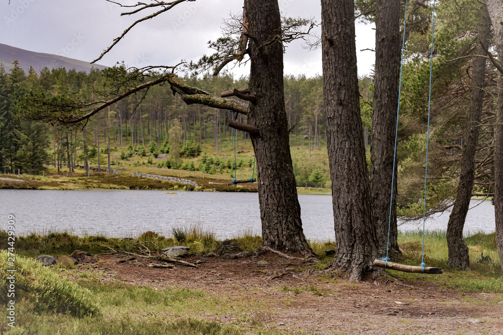 Rope Swing in forest with landscape of trees, mountains and lake