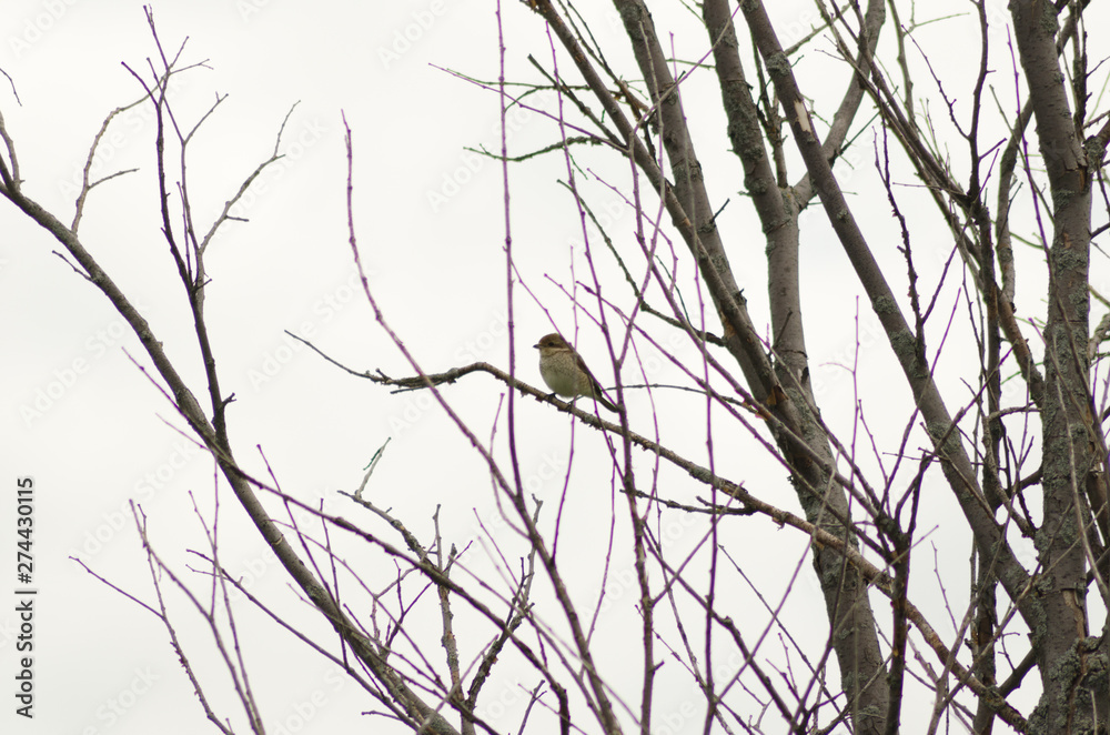 Nightingale sitting on a branch, small bird Nightingale sitting on a branch, small bird