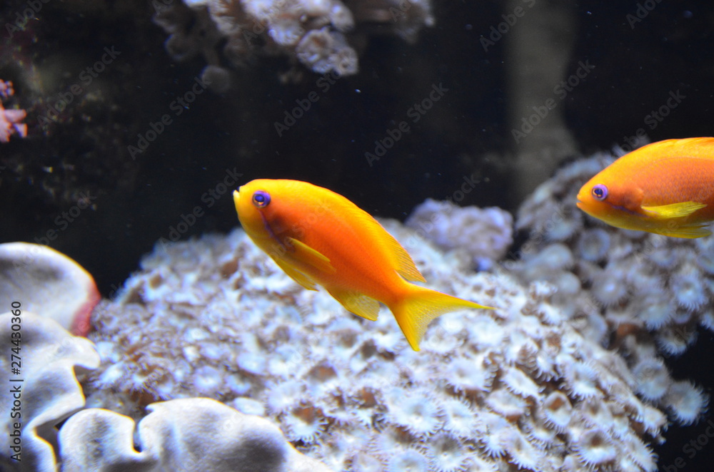 Tropical fish in aquarium, Berlin Tropical fish in aquarium, Berlin