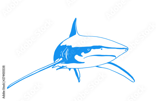 Graphical blue of shark isolated on white background,vector sea-food illustration