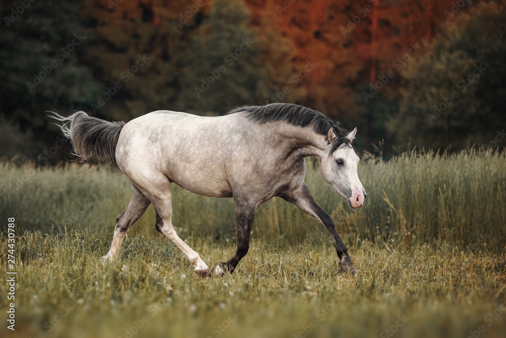 Gray horse running through the pasture