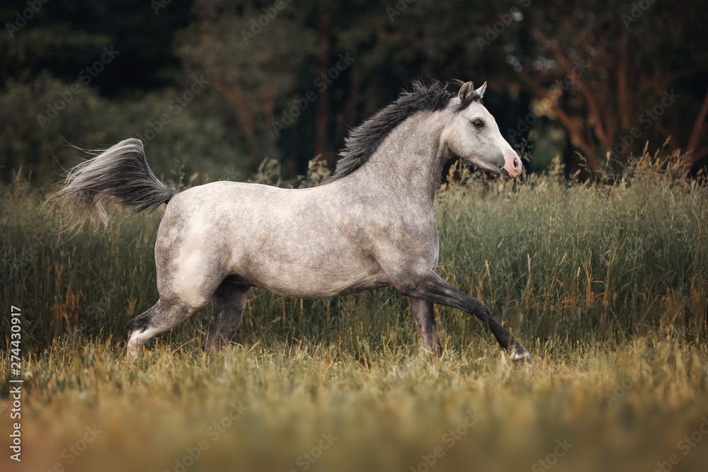 Gray horse running through the pasture