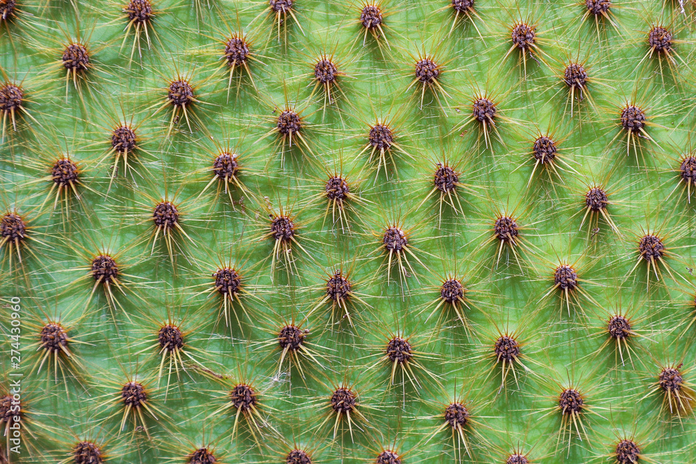 Fototapeta premium Texture of prickly cactus in the desert