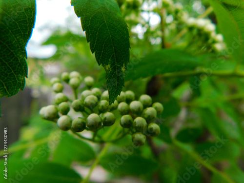 rowan-tree