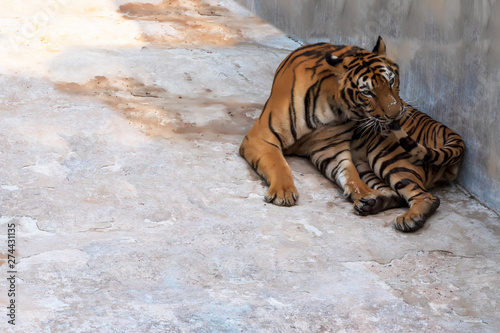 Tiger  male  lying relax on the cement floor.