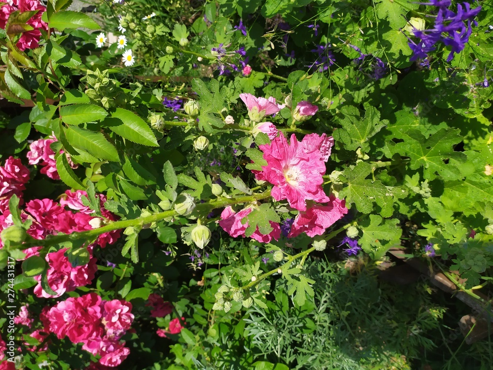 flowers in the garden