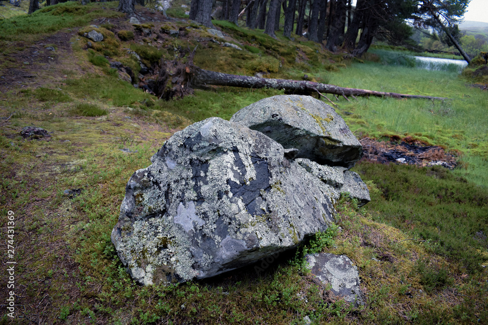 rocks in the forest wiht moss rocks in the forest wiht moss