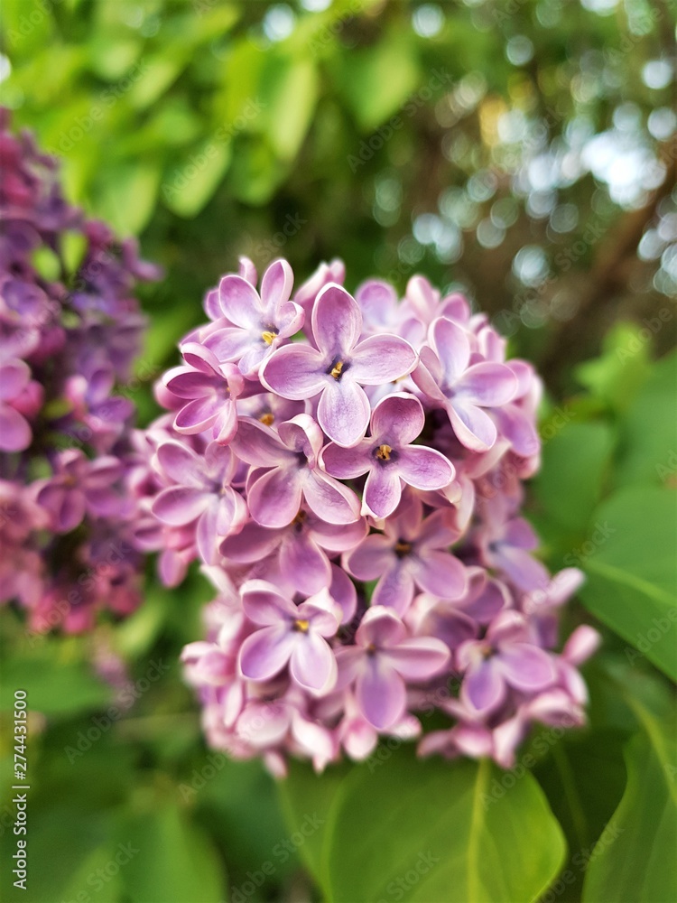 Beautiful small flowers of a lilac tree grow on a branch in the spring garden