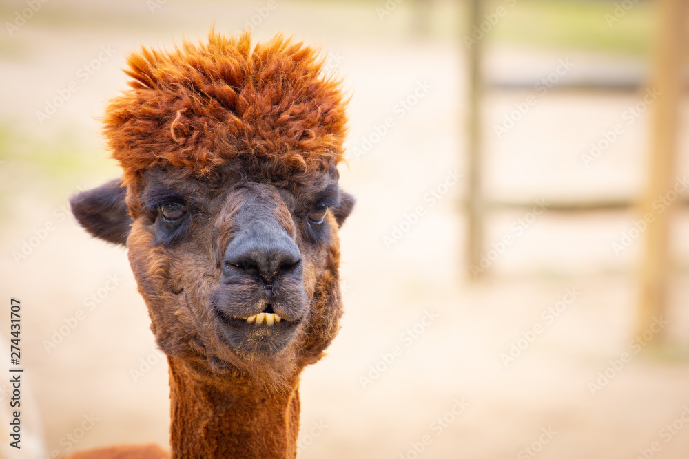Obraz premium Brown alpaca head portrait looking straight at the camera