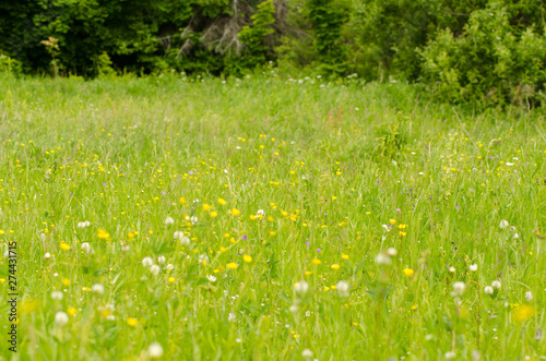 flower meadow by the forest
