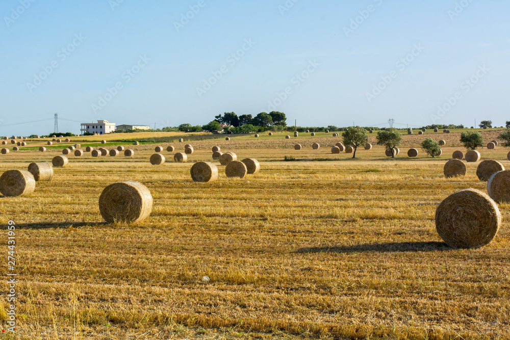 Hay Bales NO OGM in the Countryside near Rome on Clear Bly Sky Background in July. Italy